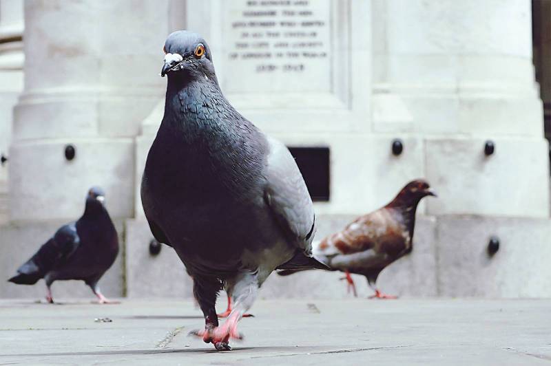 se débarrasser des pigeons à Bordeaux en Gironde
